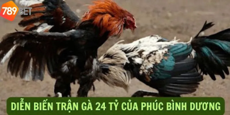 Hậu trường xoay quanh trận đá gà 24 tỷ
