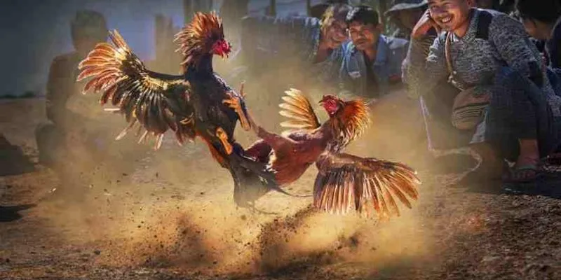 Tìm hiểu về lịch phát sóng đá gà