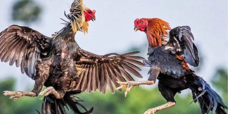 Những lưu ý để quá trình trải nghiệm đá gà